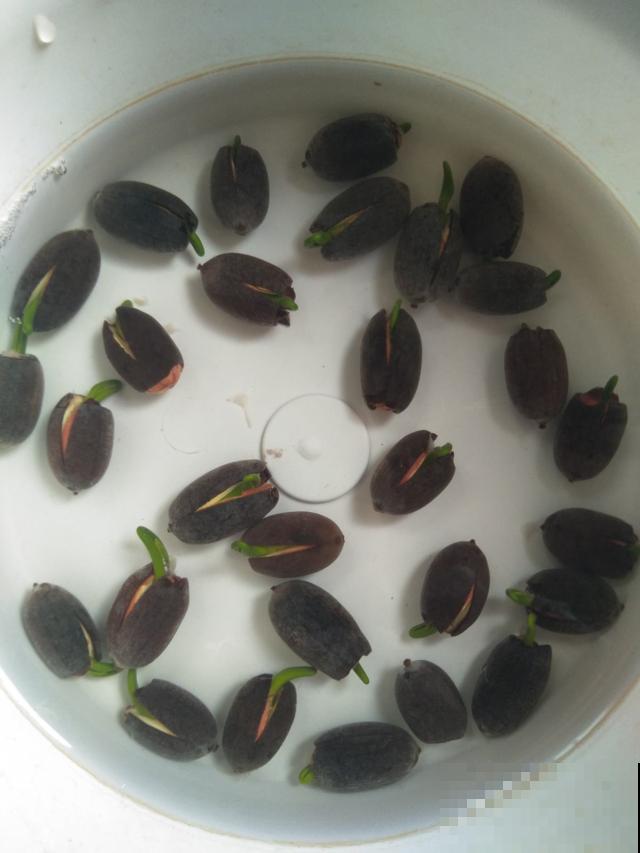 花骗子最爱卖的5种花，养花小白要记住，擦亮眼睛不上当