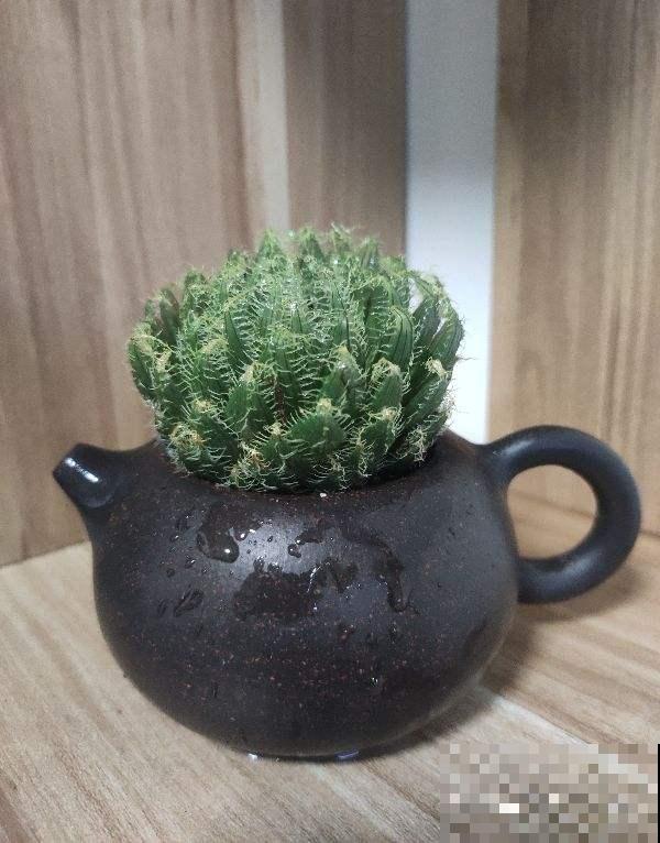 多肉夏天易出问题,注意这几点,安心度夏无压力 多肉夏天易出问题,注意这几点,安心度夏无压力