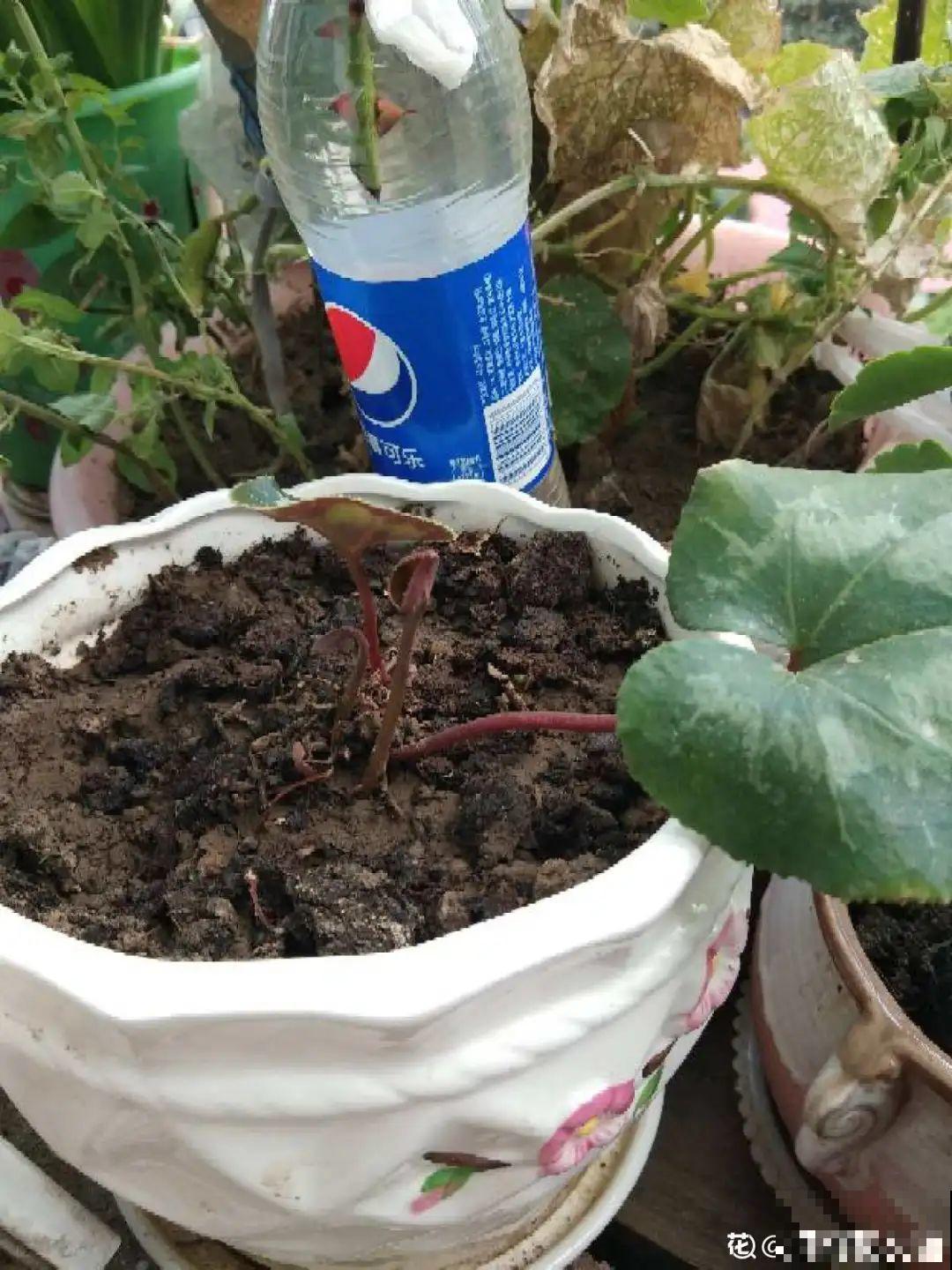 11种花夏天少浇水，否则3天就死了！