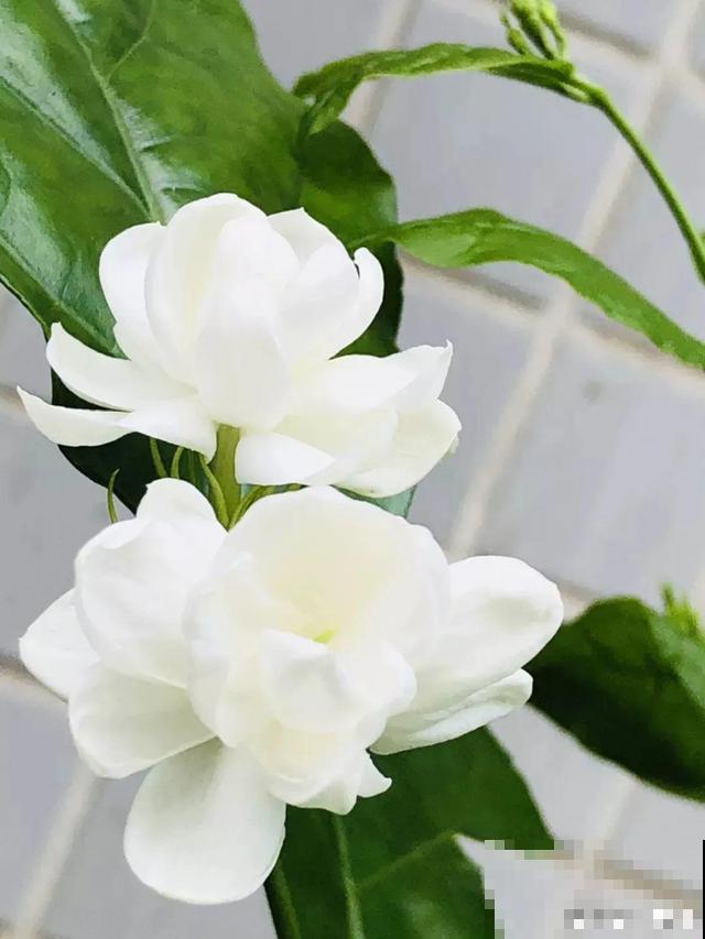 超耐晒的茉莉花,30℃高温照样开,满屋子都是香气! 超耐晒的茉莉花,30℃高温照样开,满屋子都是香气!