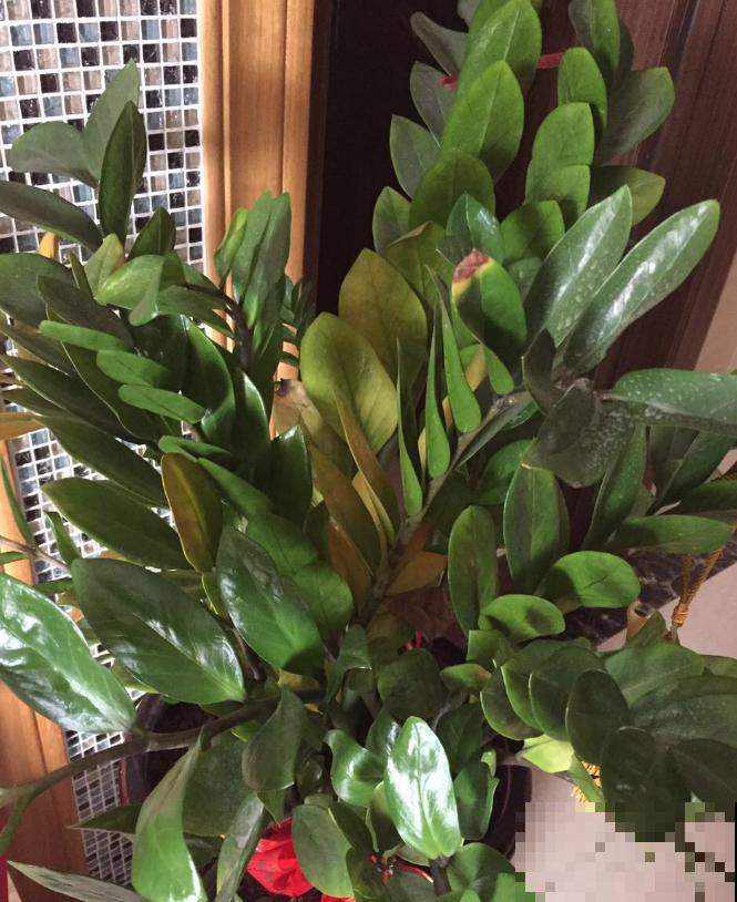 这花最怕乱浇水，一浇就黄叶烂根，不浇反而冒侧芽！