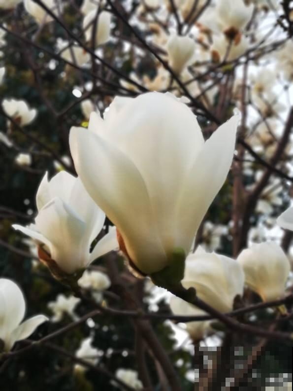 8种花，古代人最爱养，吉祥富贵招好运！