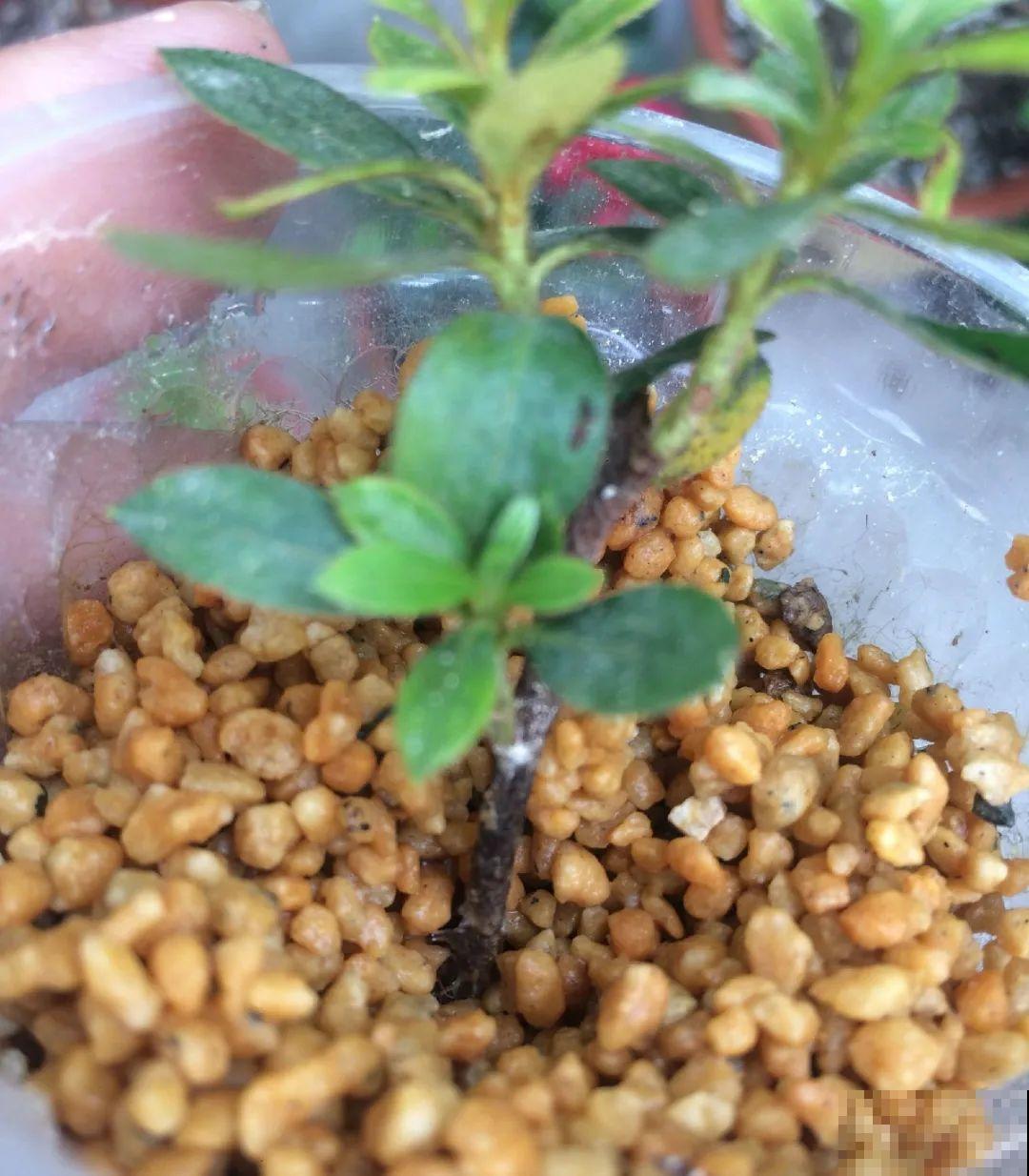 3种花，下雨天扦插，生根快、不黑杆！