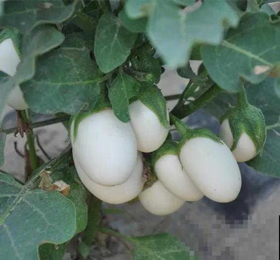 砍瓜真有趣，拦腰砍一刀，5天后重新长出新瓜