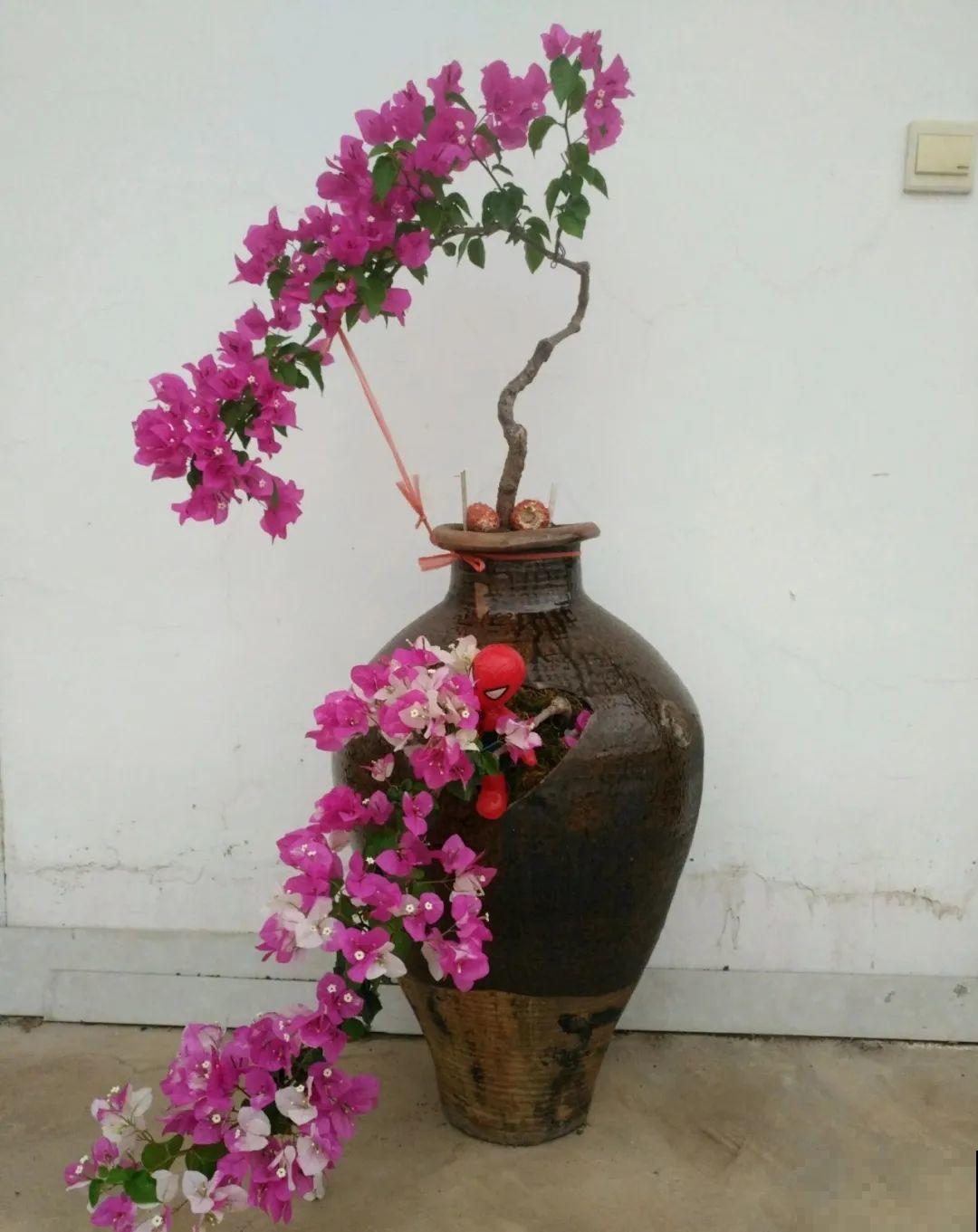 咸菜坛子先别丢,拿来养花,盆盆养成小树,太震撼 咸菜坛子先别丢,拿来养花,盆盆养成小树,太震撼