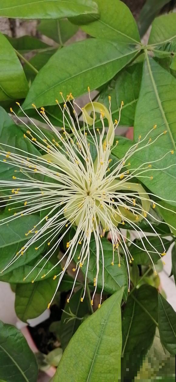 养了10年的幸福树，开花了，太神奇了！