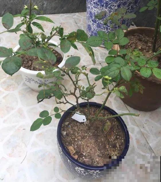 5种花盆养花，怪不得都死了，全是样子货！