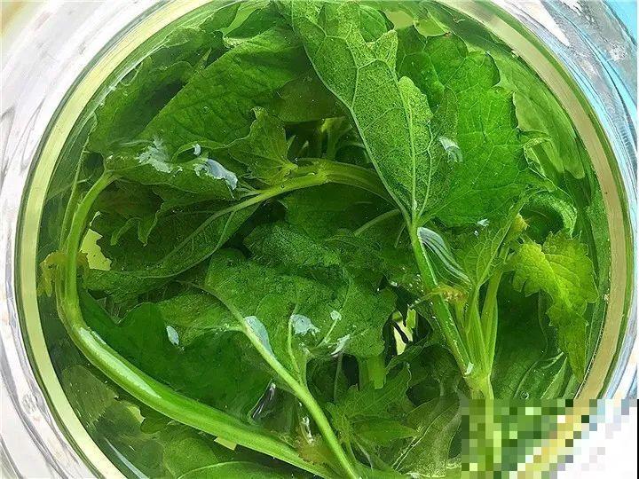 端午节,离不开这8种花,镇宅保平安! 端午节,离不开这8种花,镇宅保平安!