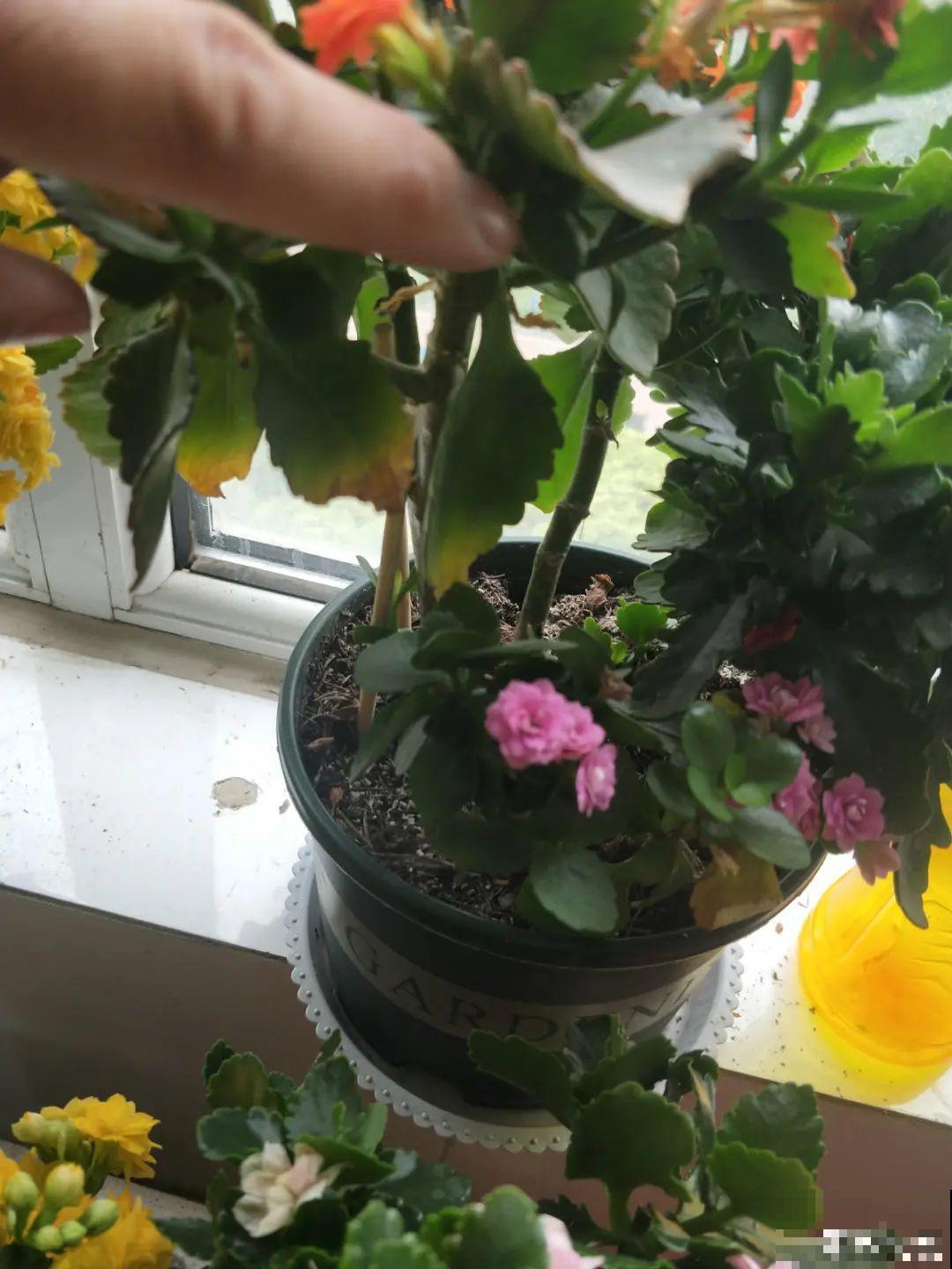 20种花,夏天这么浇水,长得快、开花多! 20种花,夏天这么浇水,长得快、开花多!