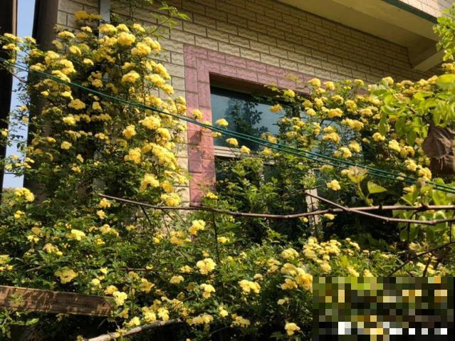 路边养6种花,香味能传3里地,香掉你的鼻子! 路边养6种花,香味能传3里地,香掉你的鼻子!