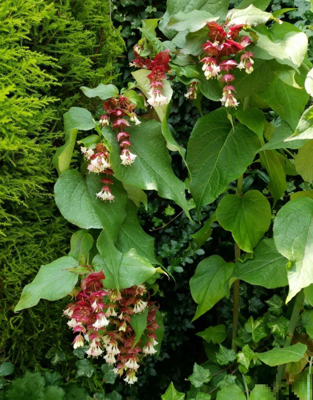 听起来吓人的花,超有特点,你敢养吗 听起来吓人的花,超有特点,你敢养吗