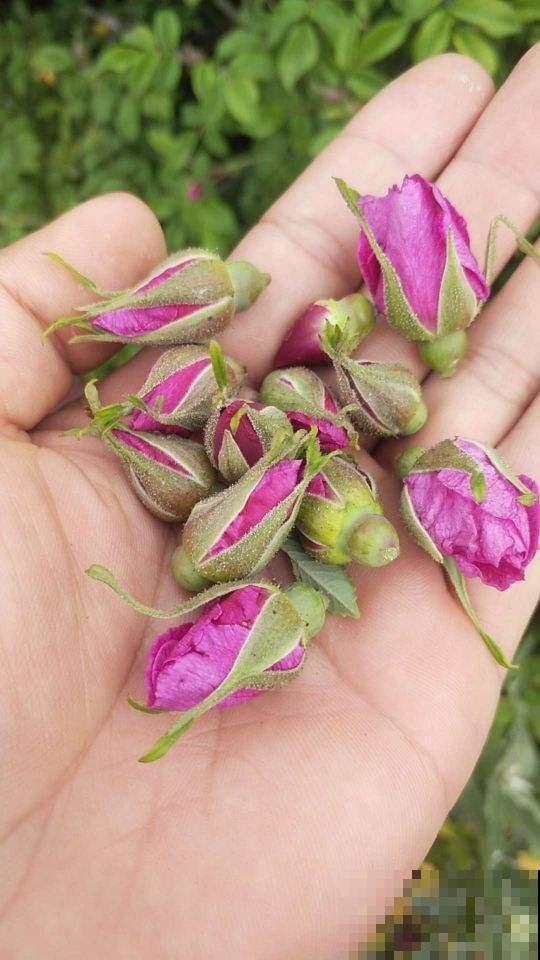 夏天适合喝花茶，4种花瓣能泡茶，香气飘满屋