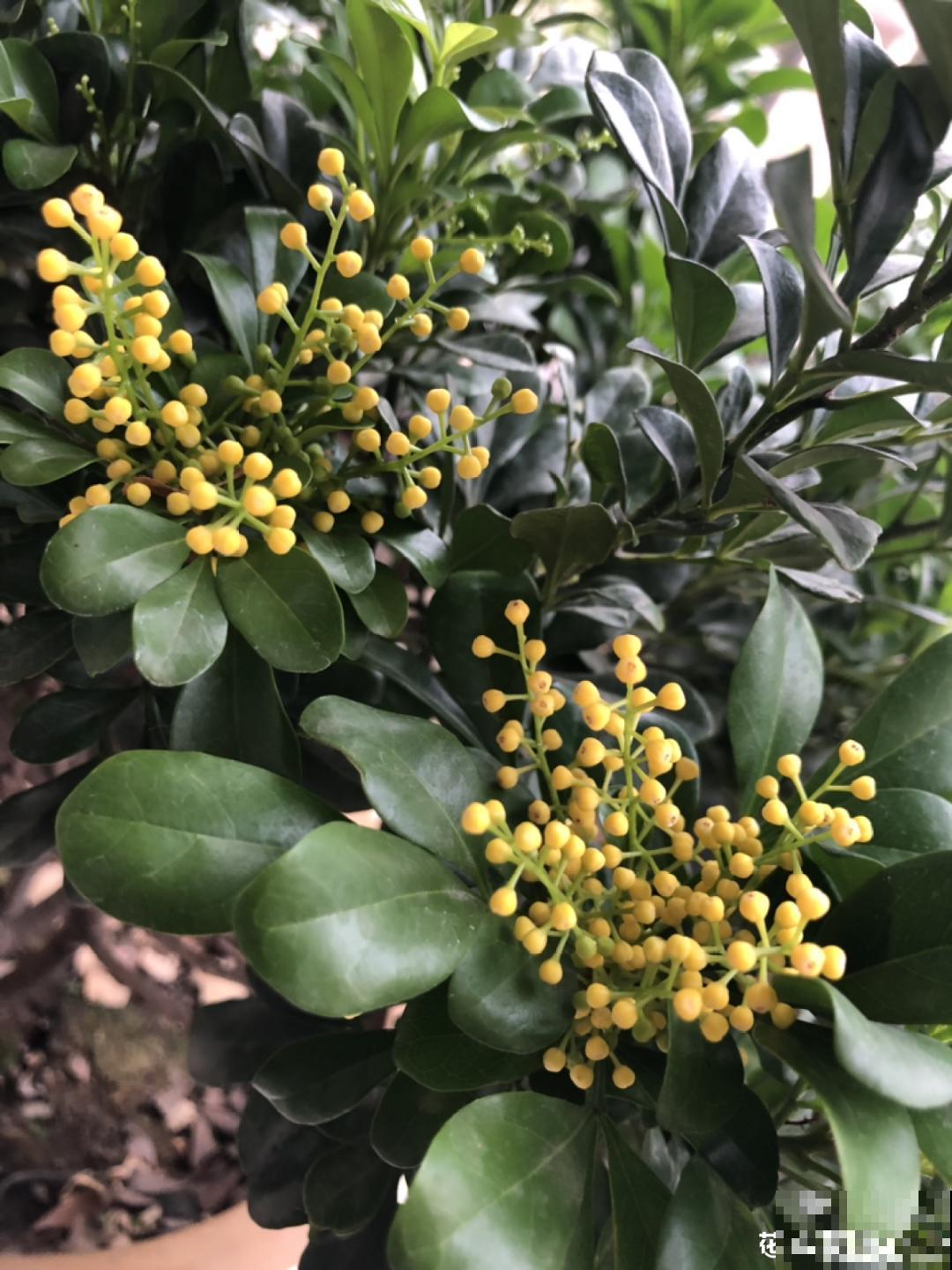 常见8种花，到花期还不开，赶紧剪一刀，花苞嗖嗖冒！