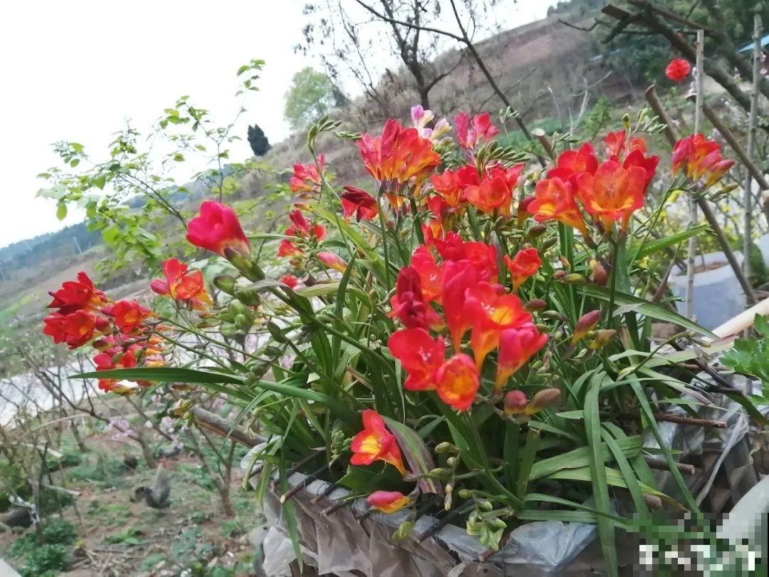 没开花之前像野草,开花之后美翻天,满屋子都是香味 没开花之前像野草,开花之后美翻天,满屋子都是香味