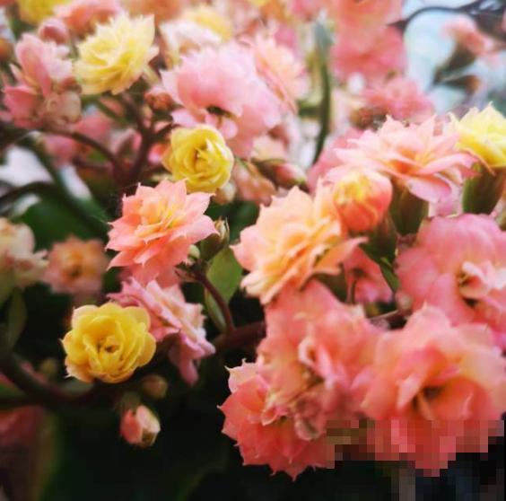 阳台养花,就选这5种,一年四季繁花如春! 阳台养花,就选这5种,一年四季繁花如春!