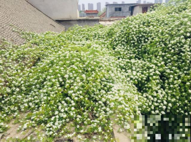 老家一棵40年的爬藤花，一开花能遮住整个院子，密密实实太震撼！