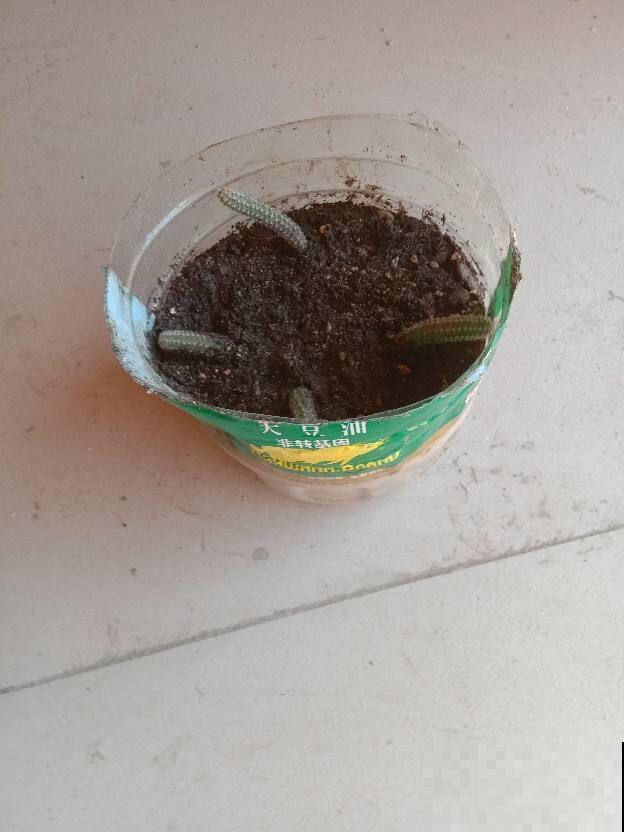 废弃的油桶不要丢，处理完来养花，养啥都能长得好！