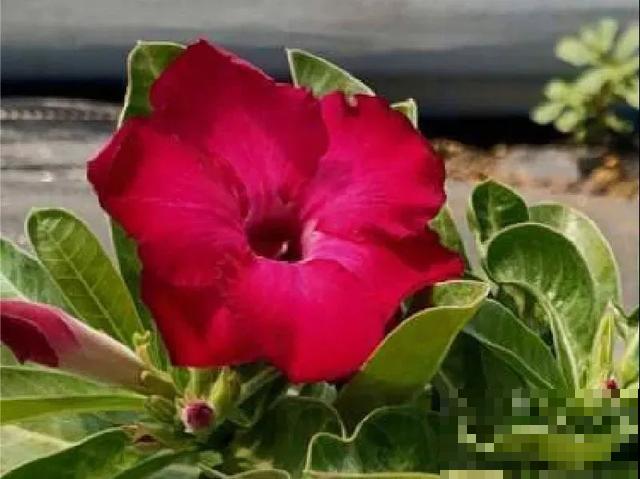 沙漠玫瑰特耐旱，大热天不浇水，也能呼呼开爆盆