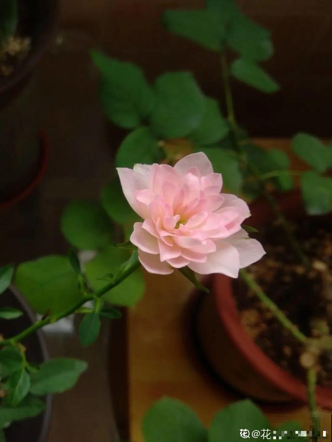 5种花真稀罕，叶子越晒越红彤彤，一盆能开20朵！