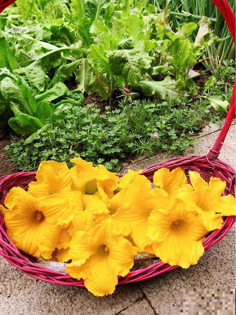 农村常见的花，摘下来还能做菜吃，味道比鸡肉还鲜美