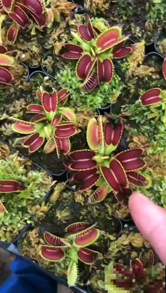 怕蚊子就养香叶天竺葵,蚊子不敢靠近,还能净化空气 怕蚊子就养香叶天竺葵,蚊子不敢靠近,还能净化空气