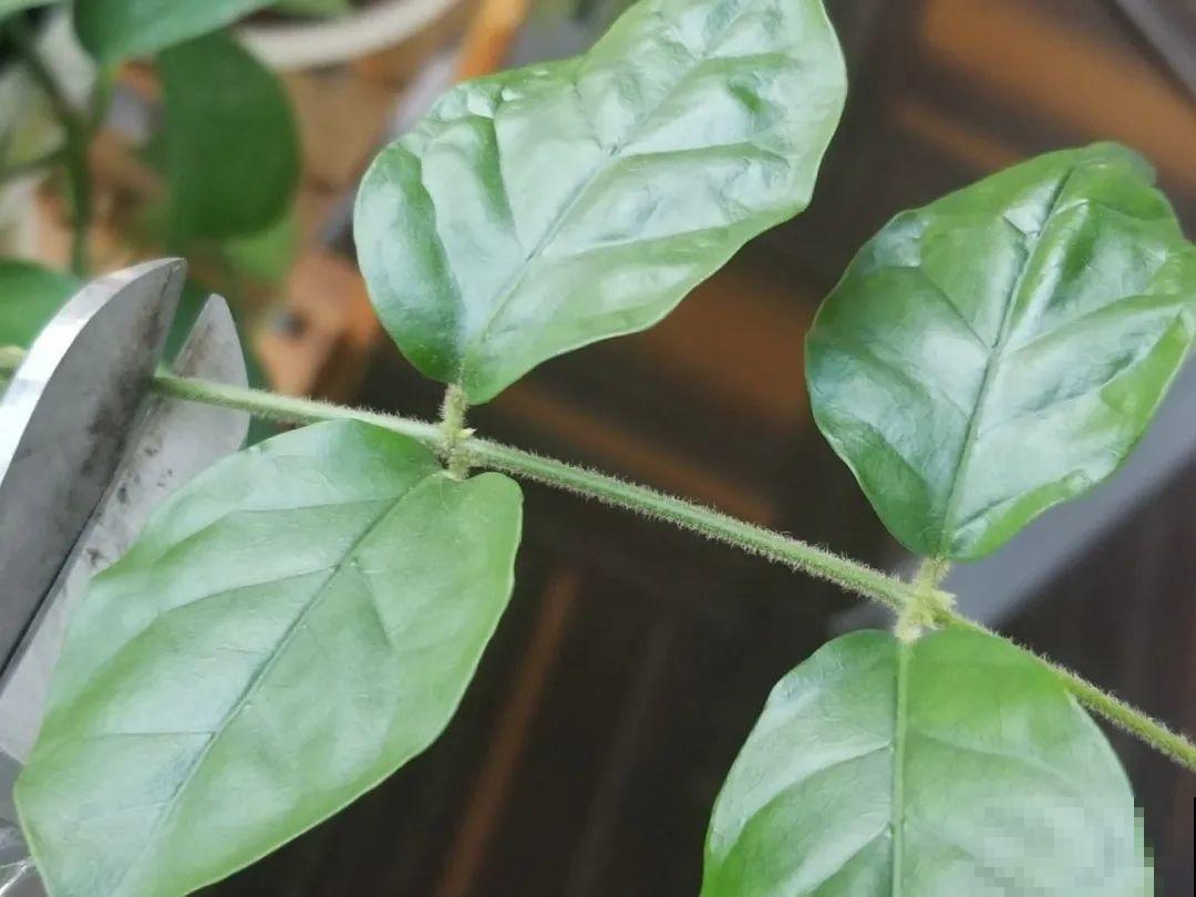 10种花，趁着天热赶紧扦插，成活率特别高