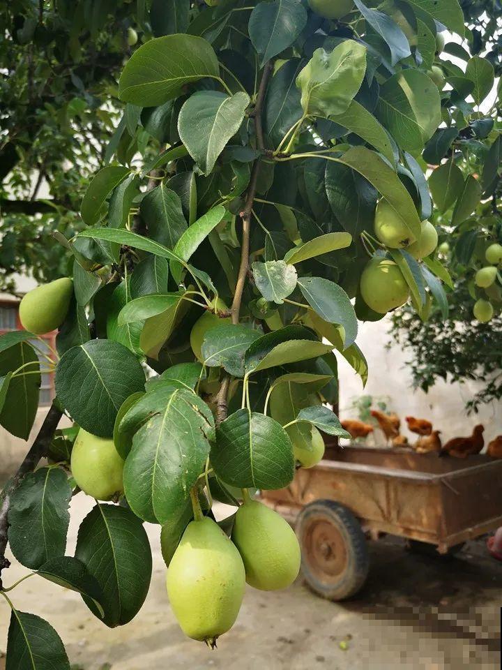 9种花可以预测天气，一开花就说明要下雨了！