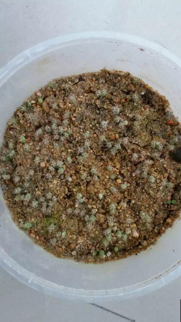 河沙养花效果佳，透水透气还有营养，扦插最好使！