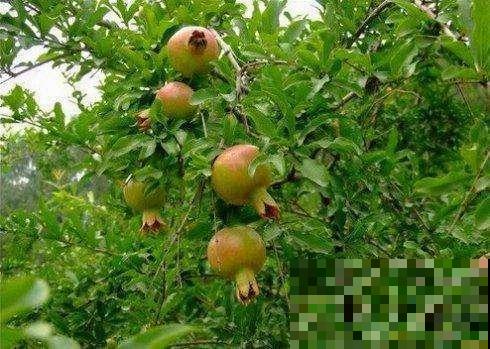 石榴繁茂生长期,打顶嫩叶不要扔,锅里一炒就变养生茶! 石榴繁茂生长期,打顶嫩叶不要扔,锅里一炒就变养生茶!