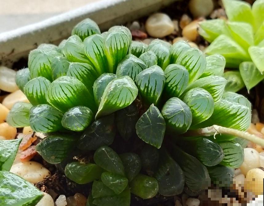 谁说北阳台不能养多肉?这些耐阴品种,照样长得美美的! 谁说北阳台不能养多肉?这些耐阴品种,照样长得美美的!