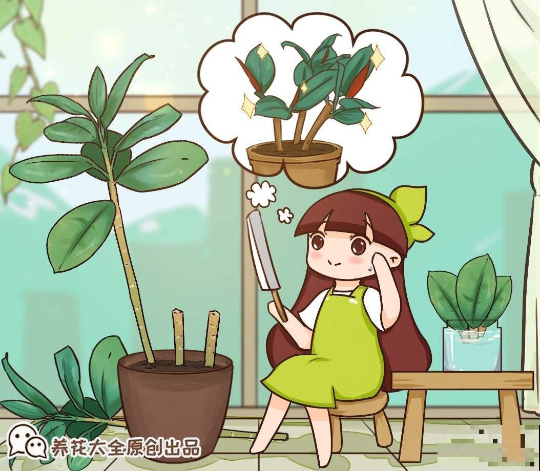 橡皮树砍一刀，侧芽摁都摁不住，1个月长成小树林