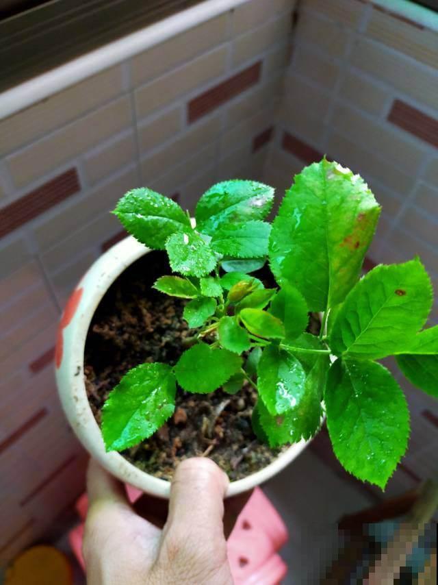 养花遭遇虫害咋整,不用农药也能解决,一撮洗衣粉就完事! 养花遭遇虫害咋整,不用农药也能解决,一撮洗衣粉就完事!