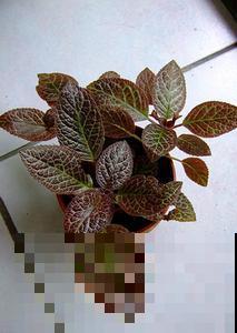 12种耐阴花，适合养在卫生间里，光不好也能呼呼长