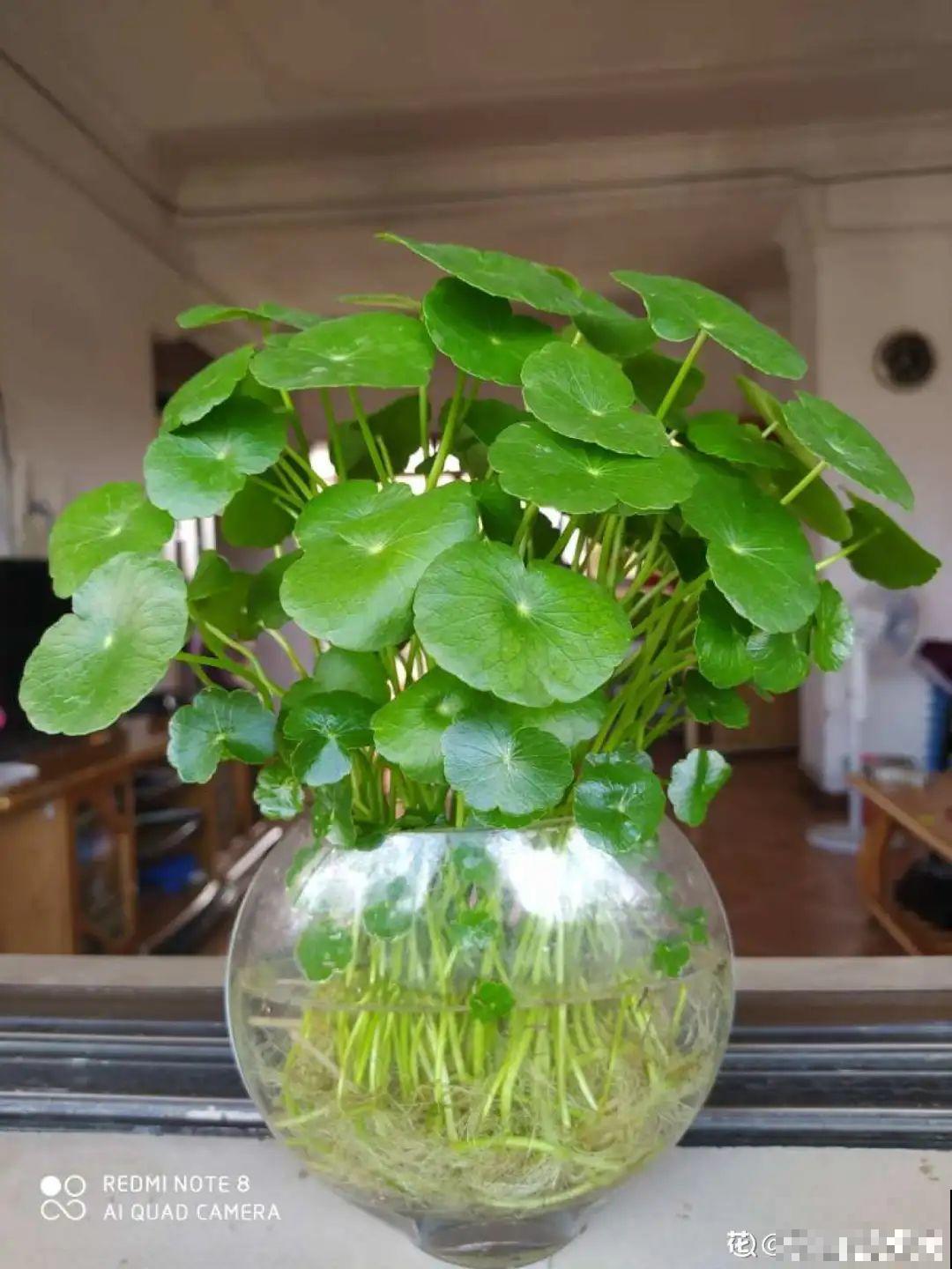 夏天水培植物，一杯水就够了，越养越爆盆