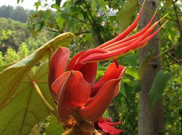 听起来吓人的花,超有特点,你敢养吗 听起来吓人的花,超有特点,你敢养吗