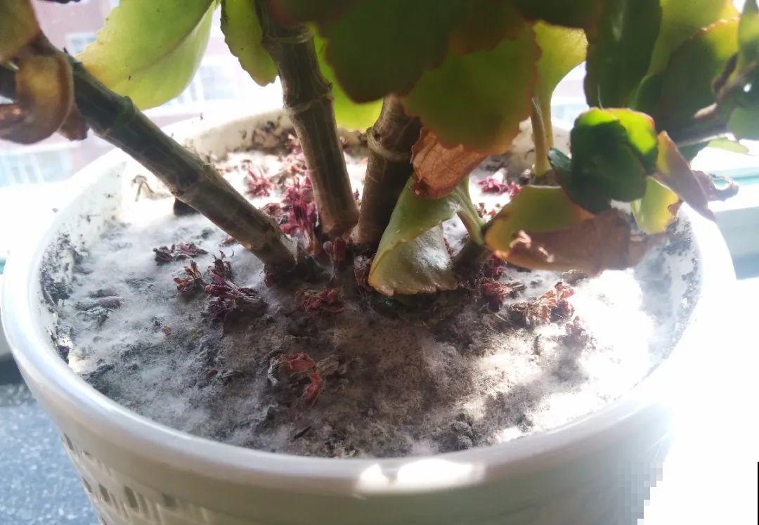 10种水有“毒”,夏天浇花,浇一盆死一盆! 10种水有“毒”,夏天浇花,浇一盆死一盆!