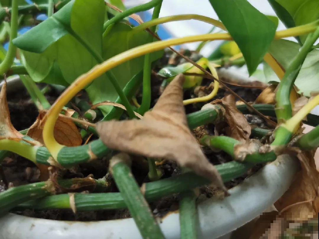 天热黄叶，原因都在这儿，一看就明白！