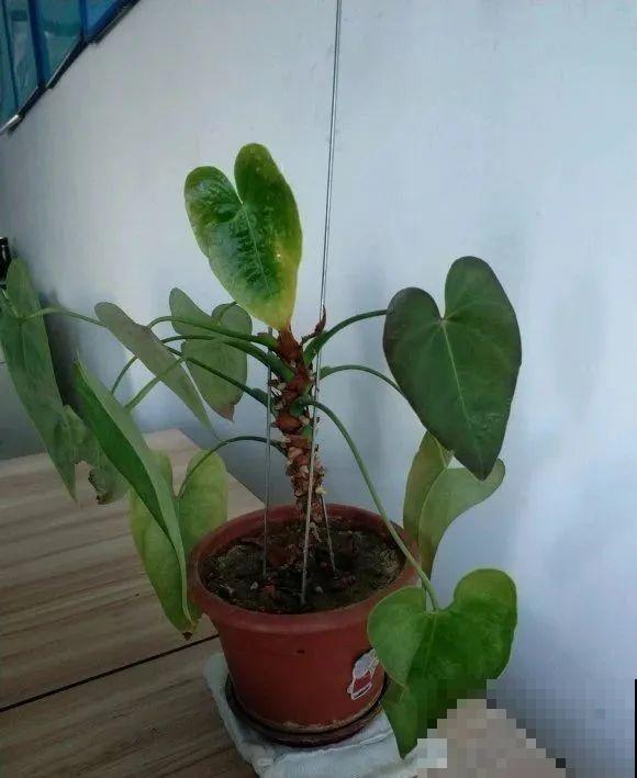 虎皮兰,红掌,吊兰养成老桩,变成大树,真壮观! 虎皮兰,红掌,吊兰养成老桩,变成大树,真壮观!