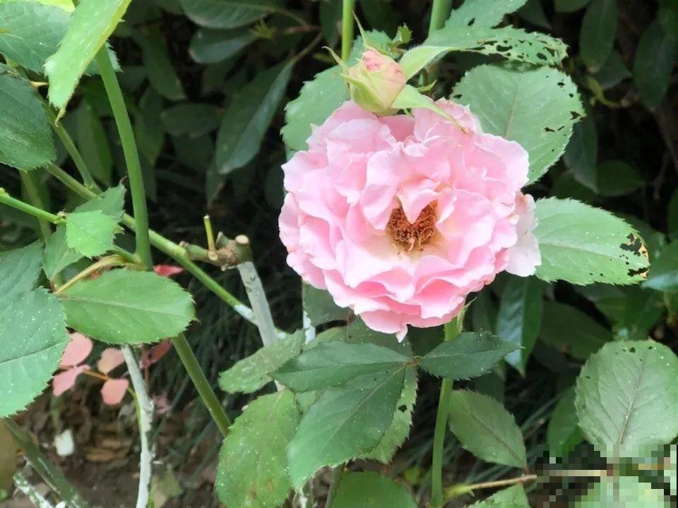 自制杀菌水、杀虫水，3天给花喷一次，虫病全扫光！