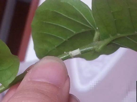 这花不用扦插，枝条往下一拉，1盆变20盆！