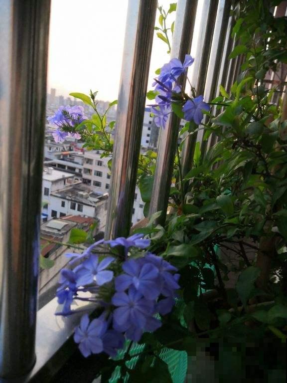 夏天温度高，4个养花降温方法，花都安稳度夏