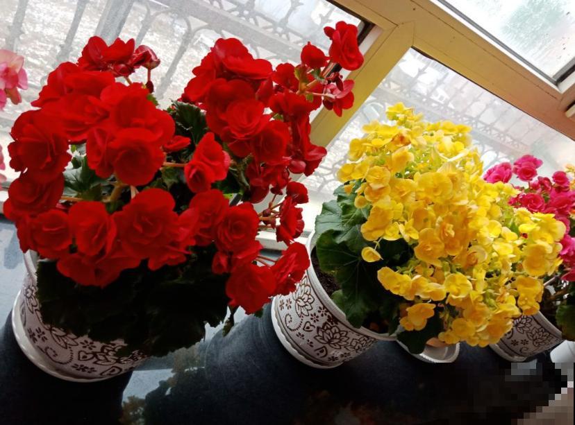 夏天最难养的花,一浇水就烂,不浇水就蔫,太难伺候! 夏天最难养的花,一浇水就烂,不浇水就蔫,太难伺候!