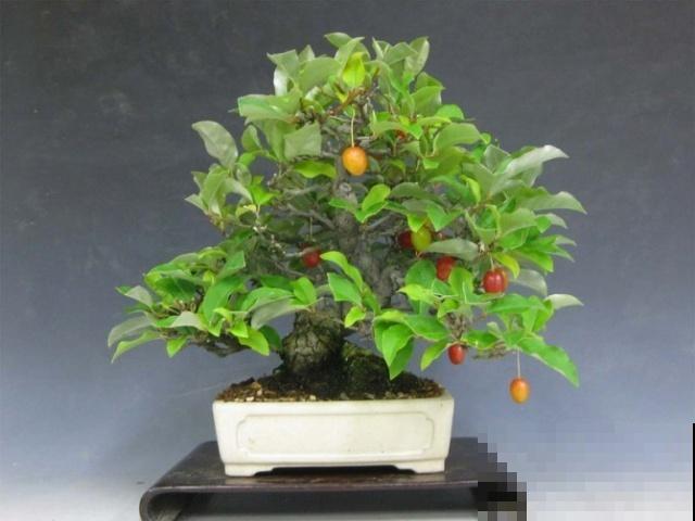 极品水果盆景,黄澄澄的果子挂满枝,太诱人了! 极品水果盆景,黄澄澄的果子挂满枝,太诱人了!