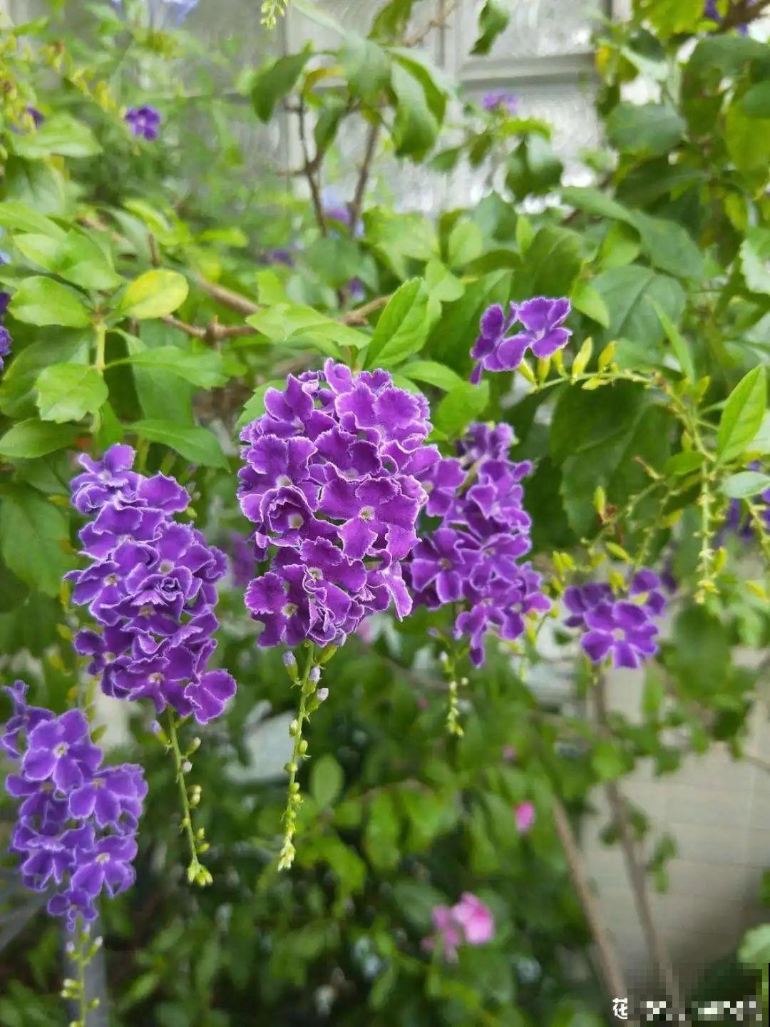 18种最好养的花大盘点，绿萝只能排倒第一！