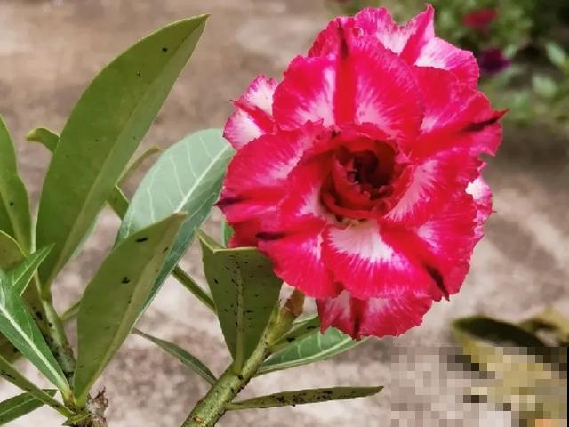 沙漠玫瑰特耐旱，大热天不浇水，也能呼呼开爆盆