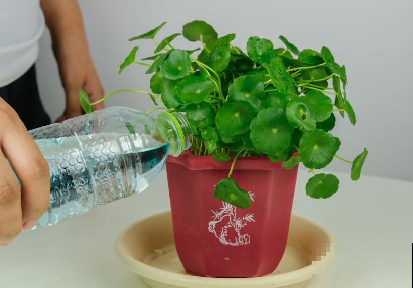 浇花用水不能乱用,水不处理浇花等于白浇! 浇花用水不能乱用,水不处理浇花等于白浇!