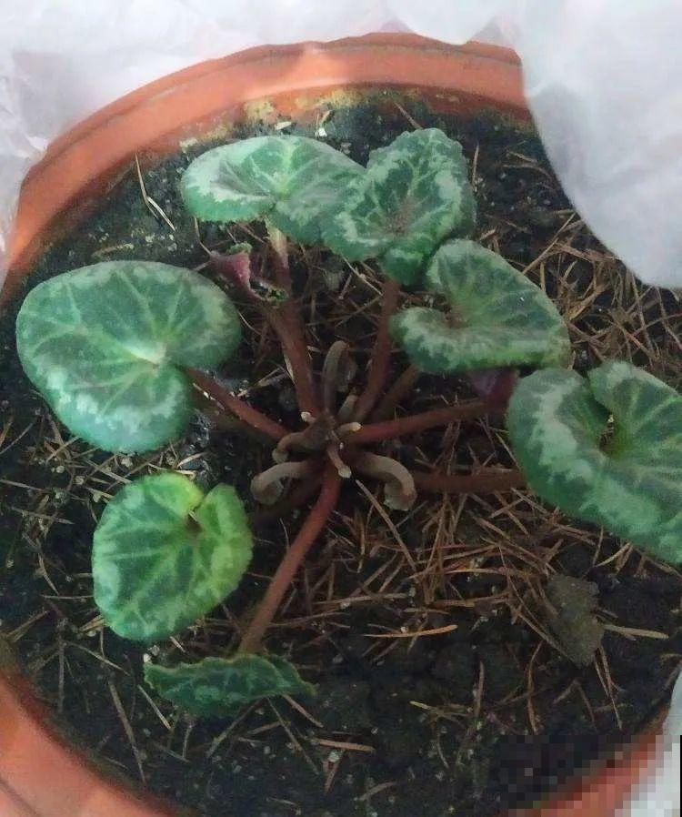 18种难养的花，把握一个点，就能起死回生！