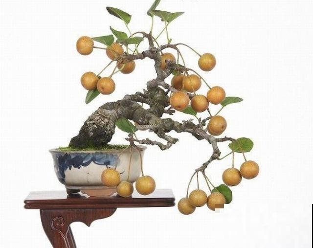 极品水果盆景,黄澄澄的果子挂满枝,太诱人了! 极品水果盆景,黄澄澄的果子挂满枝,太诱人了!