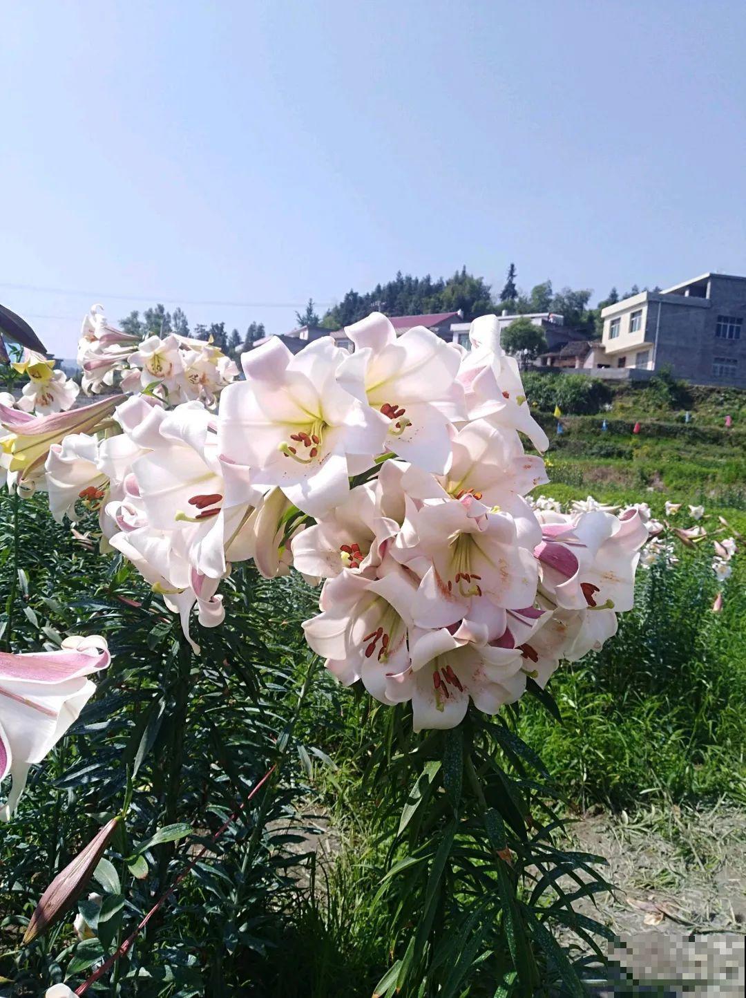 花也能成精，养成巨无霸，一次开花50朵，比小孩还高！