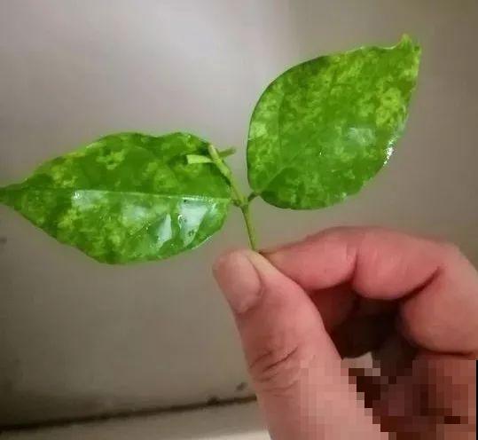 茉莉花后赶紧剪,剪完就开花,一直剪一直开! 茉莉花后赶紧剪,剪完就开花,一直剪一直开!